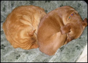 Sherman (cat) and Belinda (dog) sleeping together